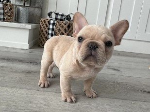 French Bulldogs